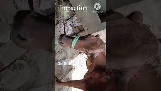 Impaction  Bloat  Band Lagna  Abdominal Pain in Cattle and Buffalo cow [upl. by Ibok]