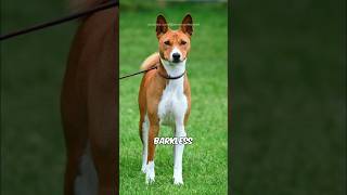 Basenji 🐶 [upl. by Deraj]