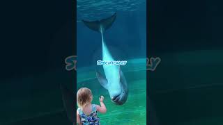 So male dolphins are absolutely terrifying shorts commentary funny [upl. by Jolanta]