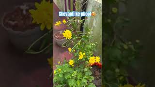 Shevanti flowers  terrace garden  flower  shorts  YouTubeshorts [upl. by Cahilly]