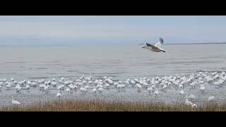 Snow Geese at Iona Beach Richmond BC 🇨🇦  Angsa Salju di Pantai Iona Richmond BC 🇨🇦 [upl. by Ginny]