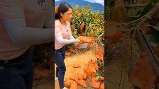 Lots of ripe mangoes🥭🥭harvesting sweet mangoes from farmshorts satisfying fruit [upl. by Enerual]