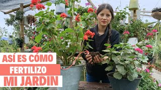 Así FERTILIZO TODAS MIS PLANTAS con abonos orgánicos es el mejor abono para el jardín  Jardín Diaz [upl. by Anilek340]