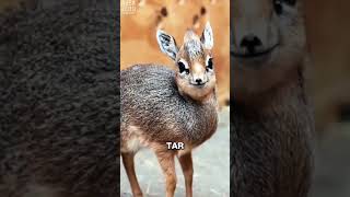 The Adorable Antelope Who Talks Dirty dikdik animals [upl. by Ahsel997]