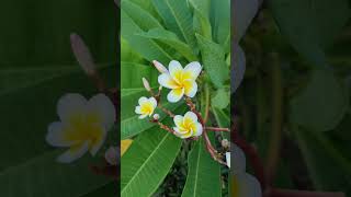 Plumeria flowerplumeria careplumeria planthow to grow plumeriaplumeria cuttingsviral plumeria [upl. by Abekam]