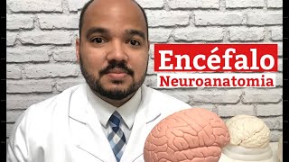 Quais são as partes do cérebro e suas funções Encéfalo  Neuroanatomia Básica [upl. by Yeleen]