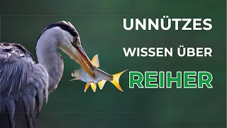 13 spannende Fakten über Reiher [upl. by Rafaela]