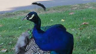 The Preening Peacock [upl. by Ernest453]