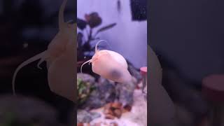 Ampularia branca Marfim  White Ampularia Ivory 🐌 aquarium aqua snail animals aqua fish [upl. by Jarlathus]