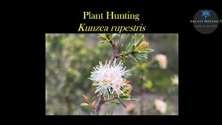 Plant Hunting  Targeted searching for Kunzea rupestris  a threatened plant species in Sydney [upl. by Ahsena]