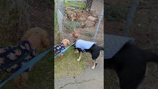 Kodi friendly dog telugu shortsfeed shorts youtubeshorts shortvideo animals dog love funny [upl. by Groves484]