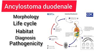 Ancylostoma duodenale zoology 3rd year handwritennotes hpu viralvideo handwritennotes [upl. by Anelad]