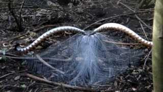 quotBegging for Lovequot Lyrebird mimics car alarm human speech and courtship act [upl. by Terchie]