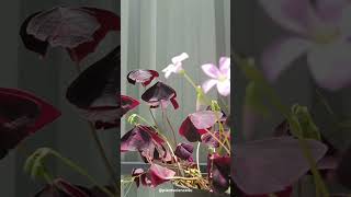 Oxalis Butterfly Plant plantscience4u [upl. by Colon]