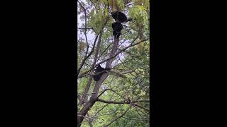 Teddy Bear Picnic in Asheville [upl. by Jamieson]