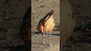 Longbilled Curlew  using long beak to look the best [upl. by Atsyrc]