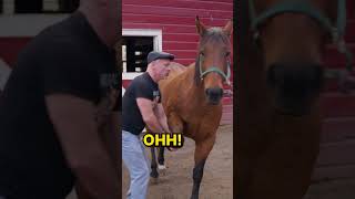 When youre a Rescue Horse and the Chiropractic Session is so Good You Cant Contain Yourself😂🐴 [upl. by Cathe]