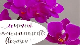 ✿ FAIRE REFLEURIR UNE ORCHIDÉE  CULTURE ET ENTRETIEN DU PHALAENOPSIS [upl. by Solly]