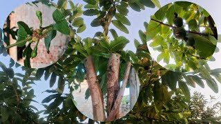 Inside the Guava Tree The Secretive Life of the Internet  Fruit Trees [upl. by Aroda]