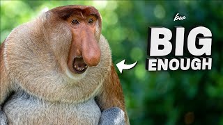 The HumanLike Proboscis Monkey  Fascinating Facts amp Conservation [upl. by Neirb]