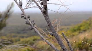 Birdie Beach  Wyong  NSW  Australia [upl. by Anneuq]