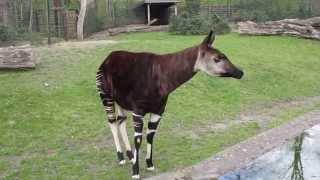 Okapi at Berlin Zoo 2015 [upl. by Beeck988]