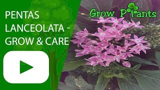 Pentas lanceolata  grow and care [upl. by Roque821]