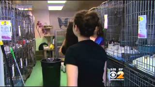 Teens Volunteering At Humane Society of New York [upl. by Bunder660]