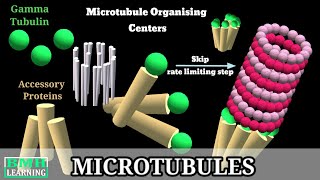 Microtubules  Microtubule Structure amp Function  Microtubules Assembly Microtubule Polymerisation [upl. by Oneill]