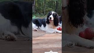 Thats just my baby dogs on a summer night in Tennessee dog funny puppy springerspaniel love [upl. by Sidnala968]