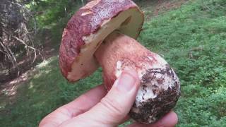 Raccolta Strepitosa di Pinicola quotBoletus pinophilusquot [upl. by Ahsyle]