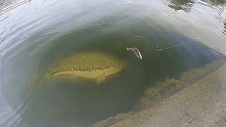 Dropping a SWIMBAIT on MONSTER BASS [upl. by Nelyk]