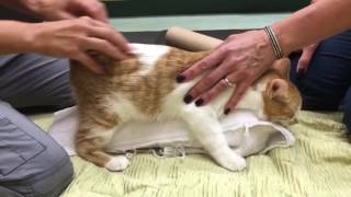 Feline Cerebellar Hypoplasia Physical Rehabilitation Session [upl. by Appleby]