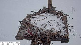 Blackbush at Old Tracadie Harbour  Osprey nest  Our Real quotTweetsquot [upl. by Aruol707]