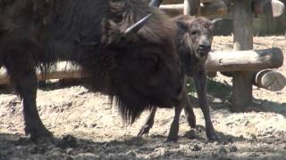 European Bison born at Bellewaerde [upl. by Nylirrej470]