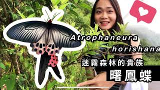 迷霧森林找尋台灣保育類蝴蝶曙鳳蝶Atrophaneura horishana [upl. by Aleil]