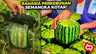 Simple Tapi Gak Kepikiran Ternyata Begini Proses Petani Cerdas Semangka Kotak Seharga Puluhan Juta [upl. by Nediarb451]