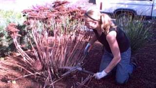 How to Prune Sedum Autumn Joy Video Tutorialwmv [upl. by Egin]