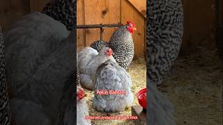 From PEKIN BANTAM to LONGCROWER 🎼🐓 Best roosters of different heritage chicken breeds chickens [upl. by Duffy]