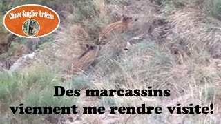 Des marcassins viennent me rendre visite pendant une battue au chevreuil [upl. by Winfield]