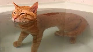 When Ginger Cats Proved Just How Hilariously Unpredictable They Really Are 🤣 [upl. by Adnawad]