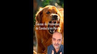 Causas de los problemas de conducta en perros [upl. by Hagerman527]