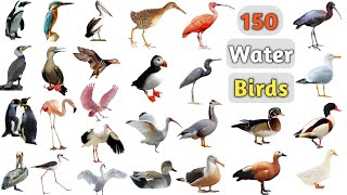 Water Birds Vocabulary ll 150 Water Birds Name In English With Pictures ll Aquatic Birds Name [upl. by Costello]