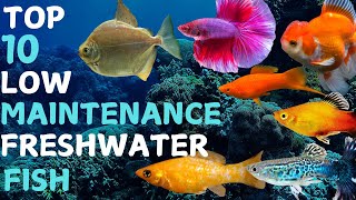 Top 10 Low Maintenance Freshwater Fish [upl. by Ragnar]