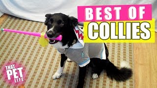 Best Border Collies of 2019 🐶  Funny Pet Videos [upl. by Wolgast667]