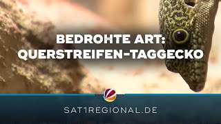 QuerstreifenTaggecko Vom Aussterben bedrohte Tiere im Zoo Osnabrück [upl. by Wendt]