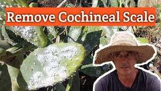 Remove Cochineal Scale From Opuntia ficusindicaPrickly Pear You didnt know you were eating [upl. by Melnick]