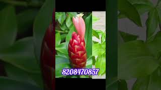 🌷🌴Costus plant🪴🌱5 Colours available With pot delivery all india home delivery available [upl. by Ariajaj]