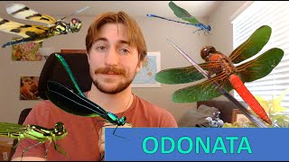 Odonata Dragonflies and Damselflies  Order Spotlight [upl. by Diahann]