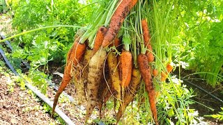 How to Harvest Carrots EASILY [upl. by Notlaw]